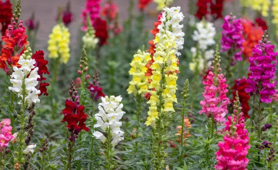 vlastní semena rostlin