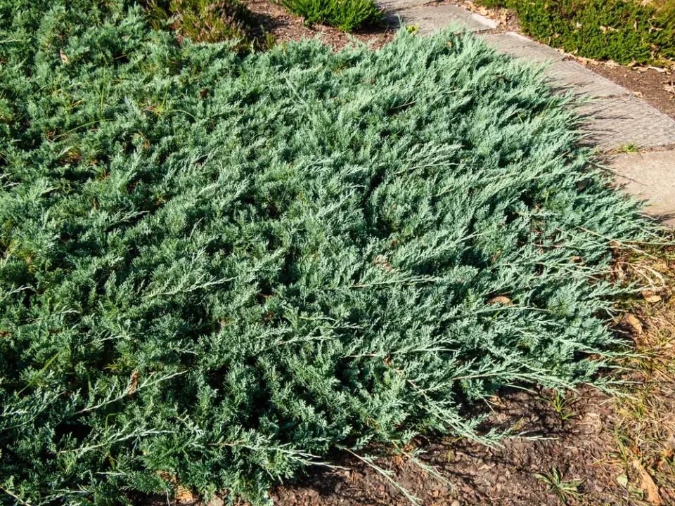 Rez hrušňová (Gymnosporangium sabinae) 