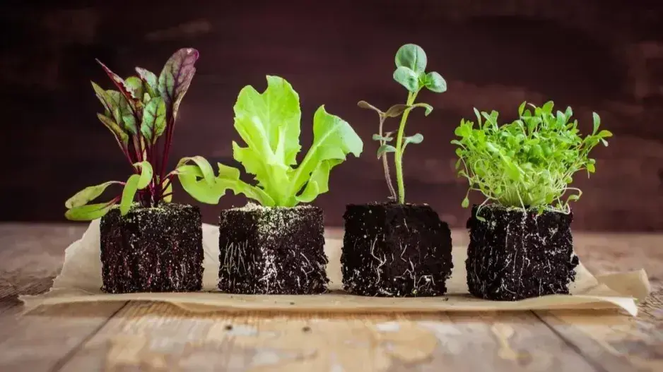 Předpěstování sadby