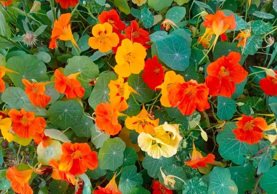 vlastní semena rostlin