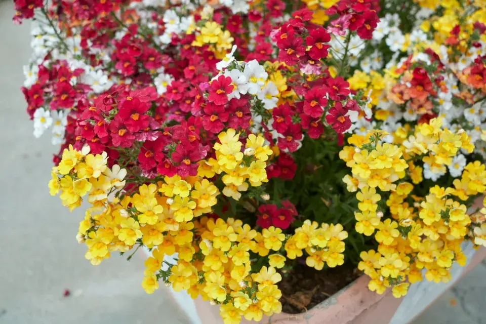 Hledíkovka (Nemesia)