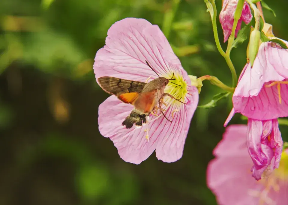 Pupalka nádherná (Oenothera speciosa) 