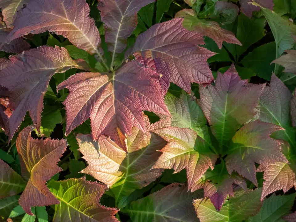 trvalky okrasné listy