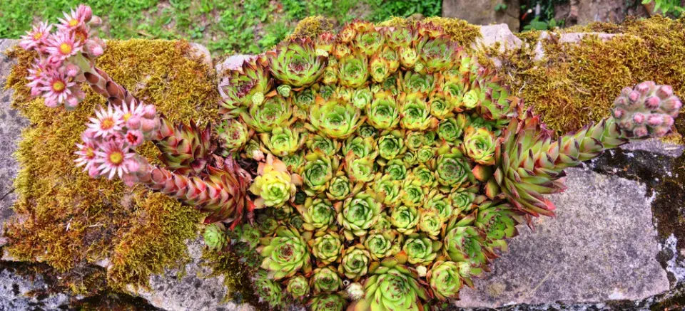 Netřesk (Sempervivum)
