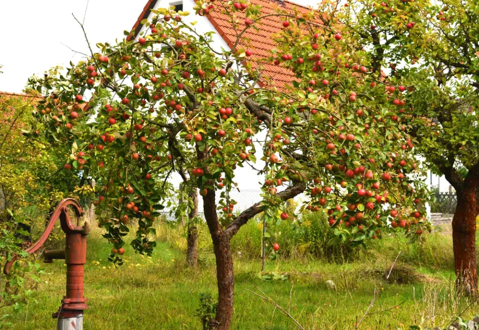 Ochrana stromů před zvěří
