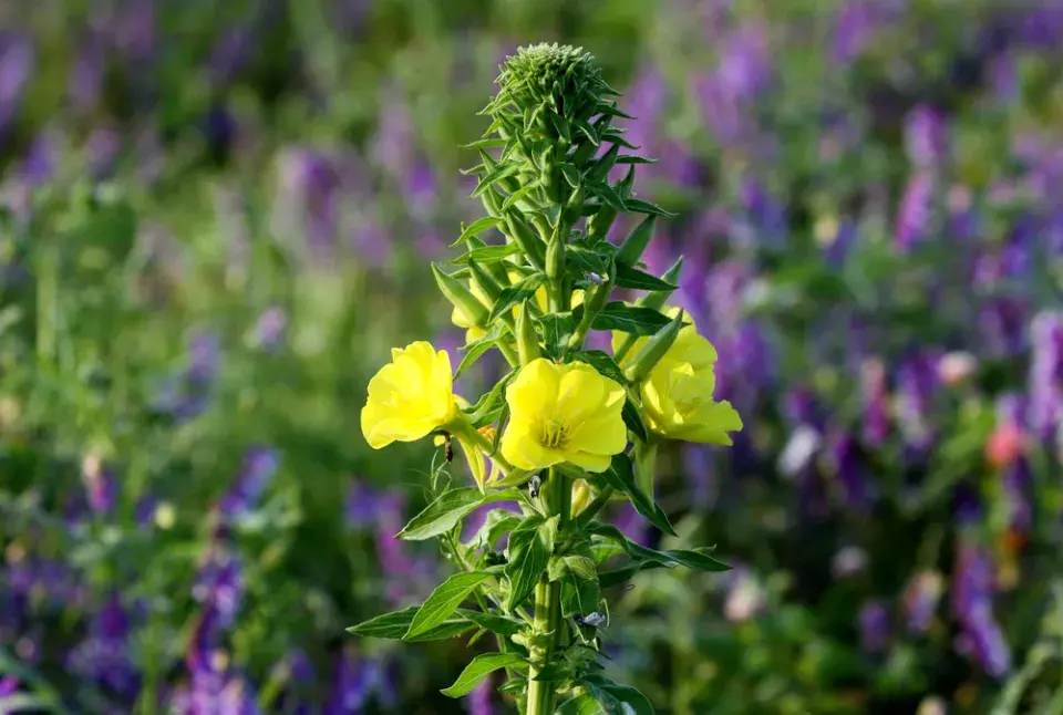 pupalka dvouletá (Oenothera biennis) 
