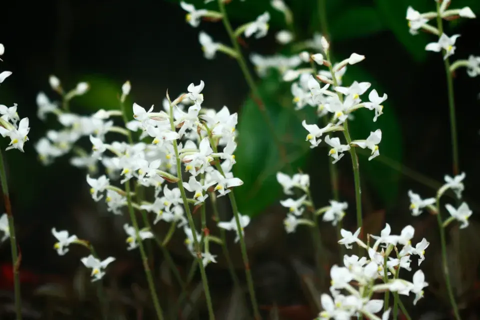 Ludisie (Ludisia discolor)