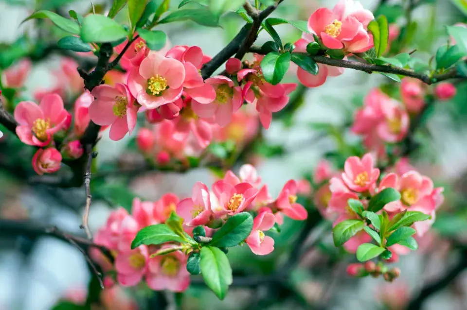 Čínské keře v Česku