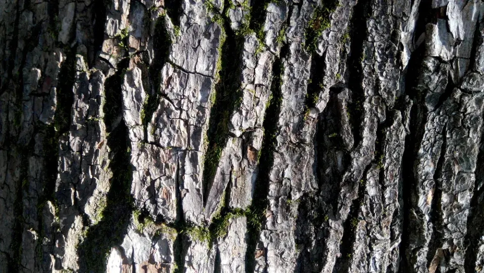 Kůra stromů