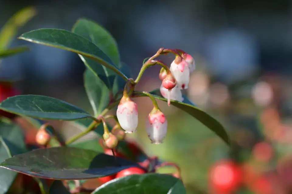 Rostliny k výsadbě do kyselých půd