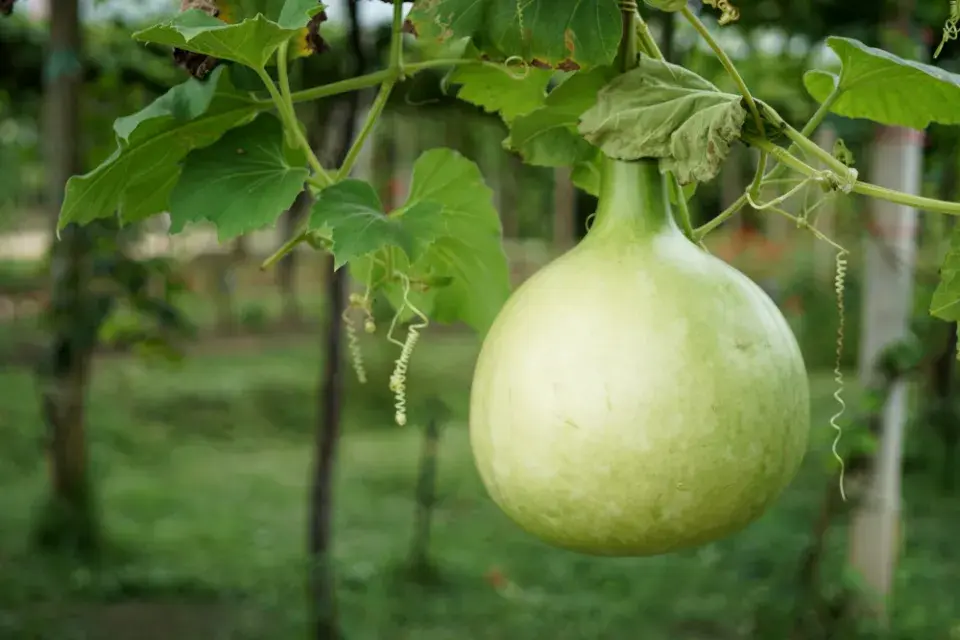 Kalabasa čili indická okurka jako univerzální zelenina