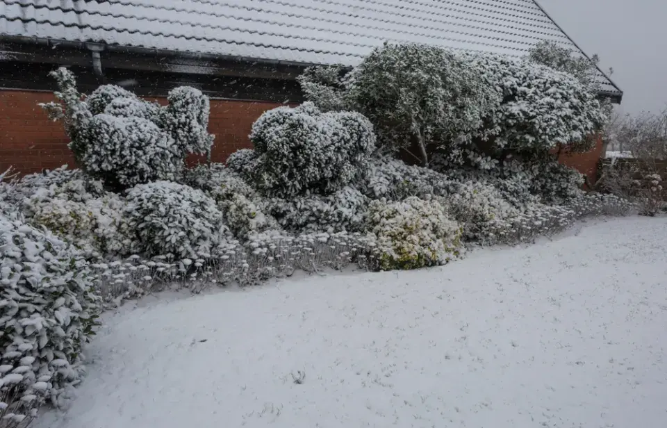 Zimní zavlažování rostlin pomůže k jejich přežití