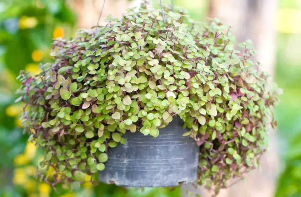 Kalísie plazivá (Callisia repens) 