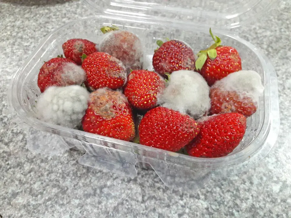 Peniciliová hniloba