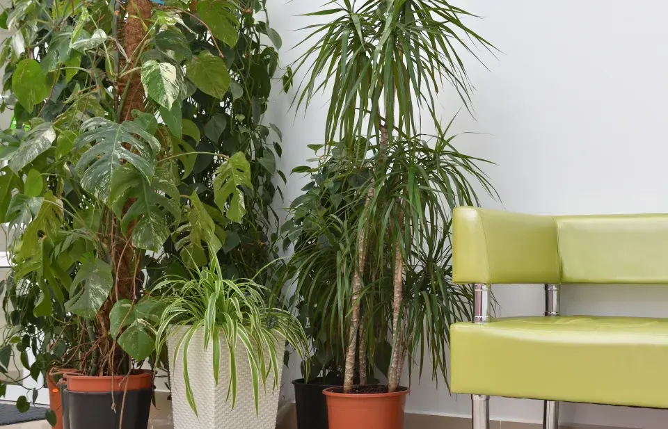 trendy v pokojových rostlinách