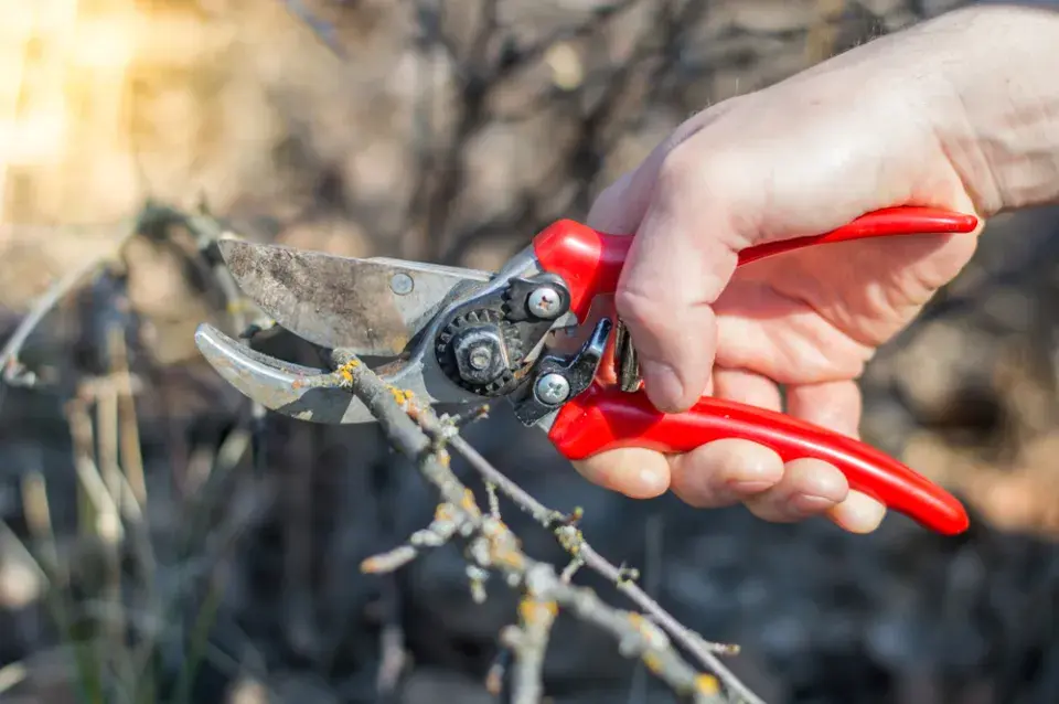 Řez rybízu a angreštu - zmlazení starších keřů v lednu