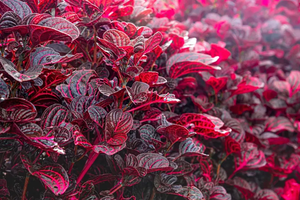 irezína (Iresine herbstii) 