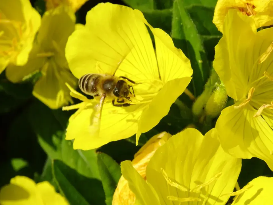 pupalka dvouletá (Oenothera biennis) 