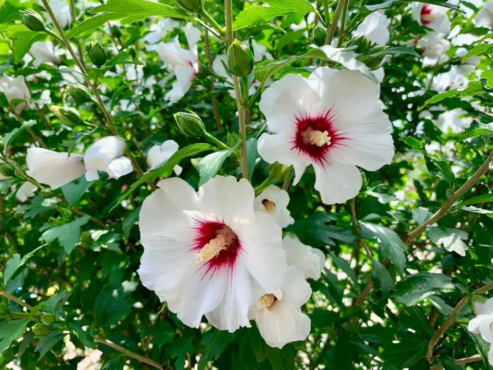 Čínské keře v Česku