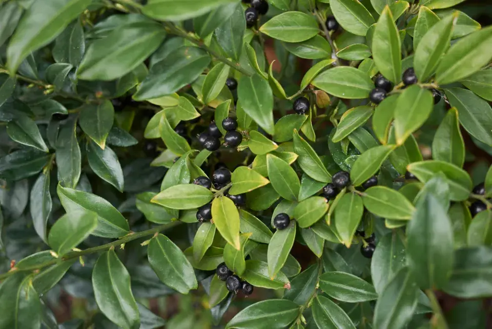 Mračňák kvete celou zimu