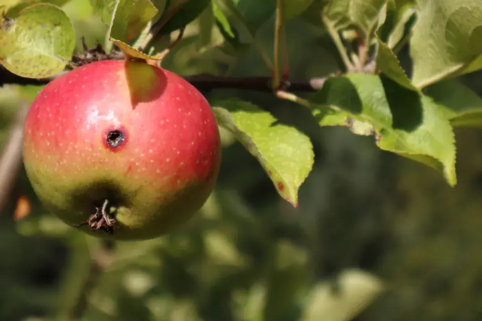Plod napadený obalečem