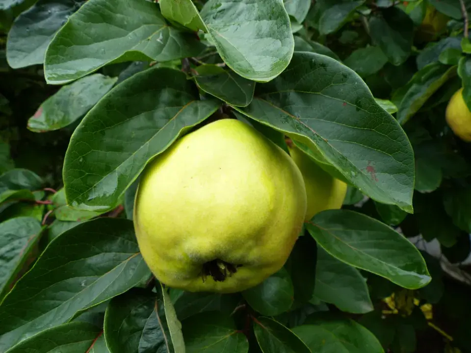 Řez ovocných stromů: Jabloně a hrušně 
