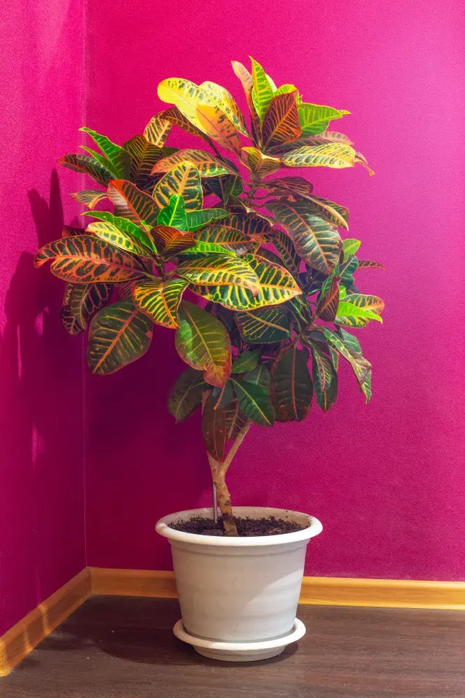 kroton neboli obojan (Codiaeum variegatum)