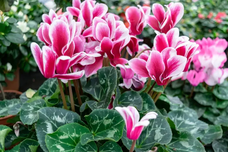 Brambořík evropský 