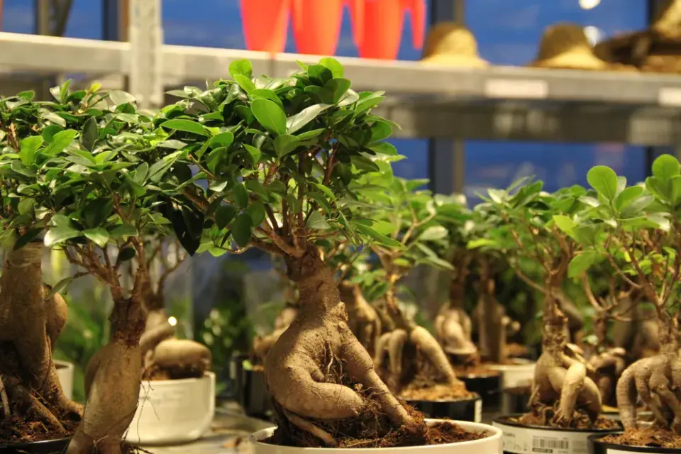 Rostliny z Harryho Pottera