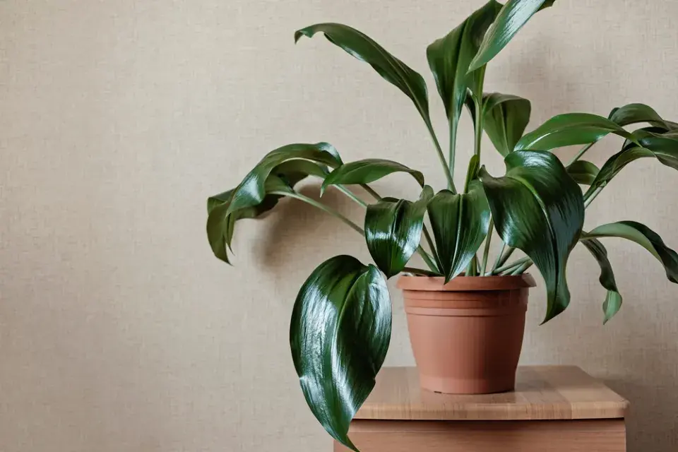 Pokojové rostliny