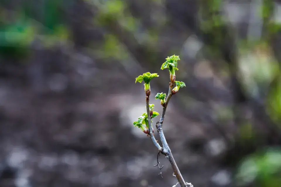 Řez rybízu a angreštu - zmlazení starších keřů v lednu