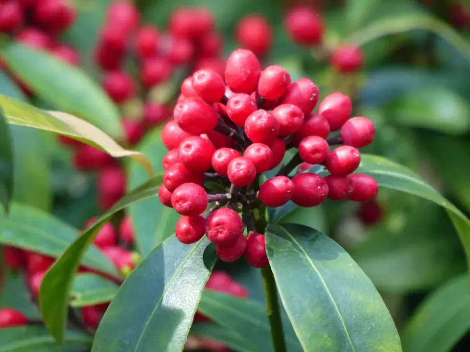 Skimmia