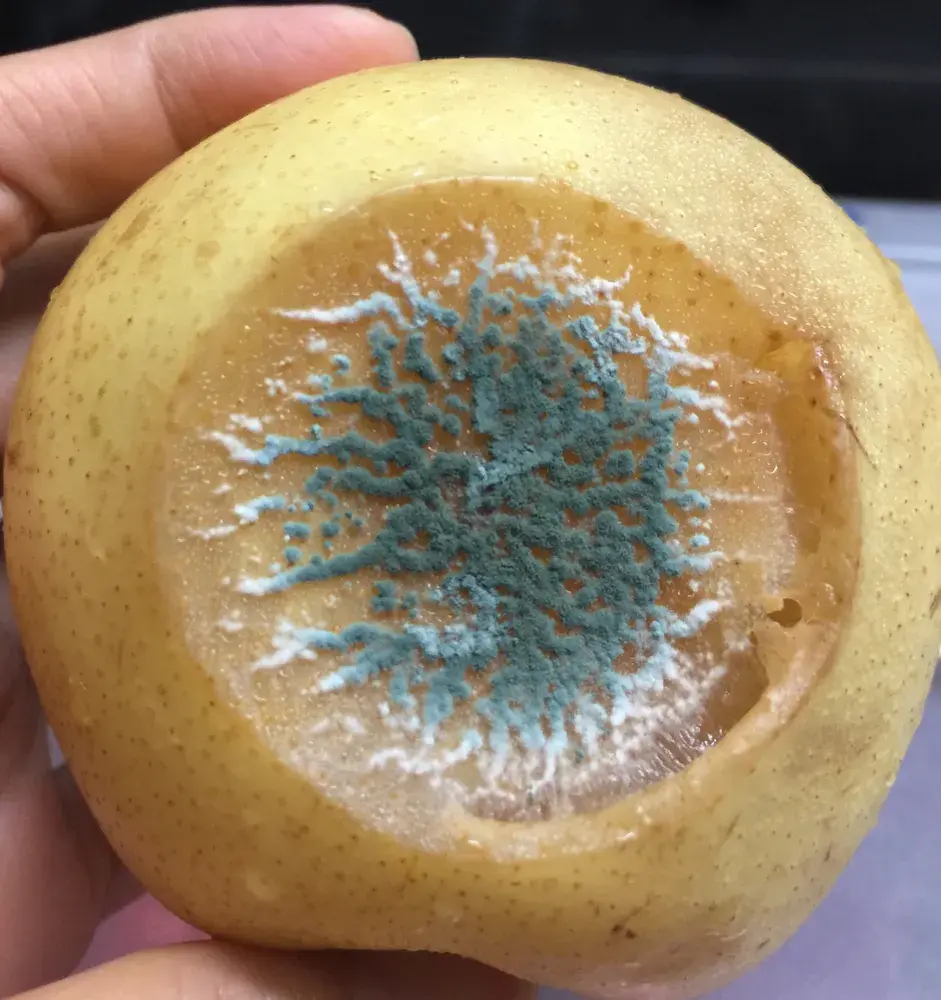 Peniciliová hniloba