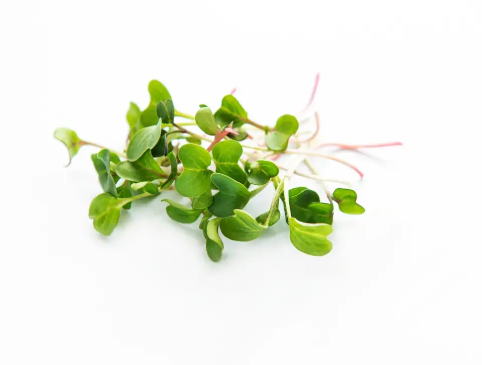 Microgreens
