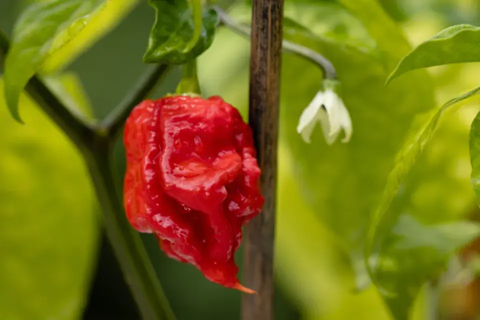 Carolina Reaper