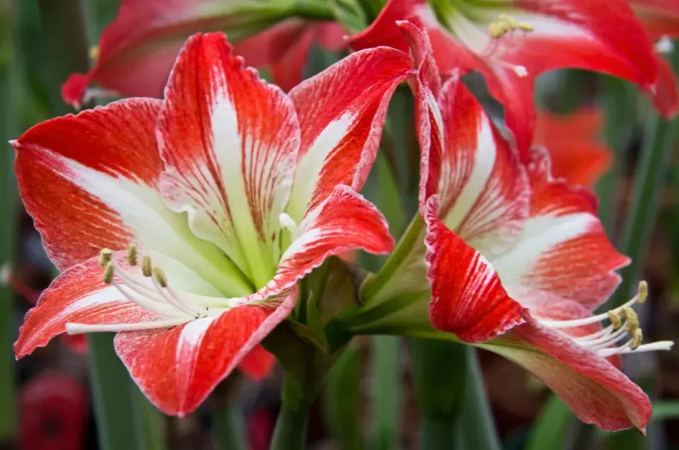 Pokojovky kvetoucí v lednu 