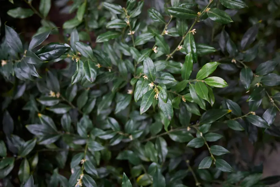 Mračňák kvete celou zimu