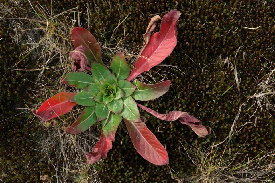 pupalka dvouletá (Oenothera biennis) 