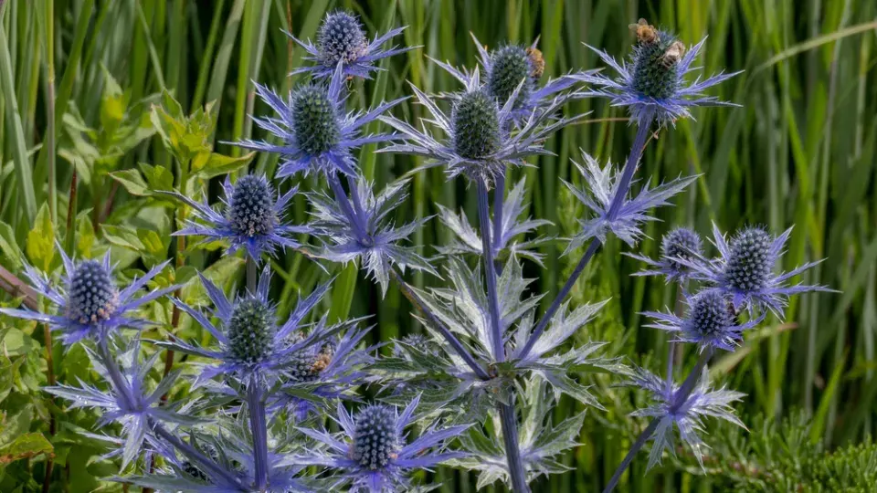 Květenství máčky