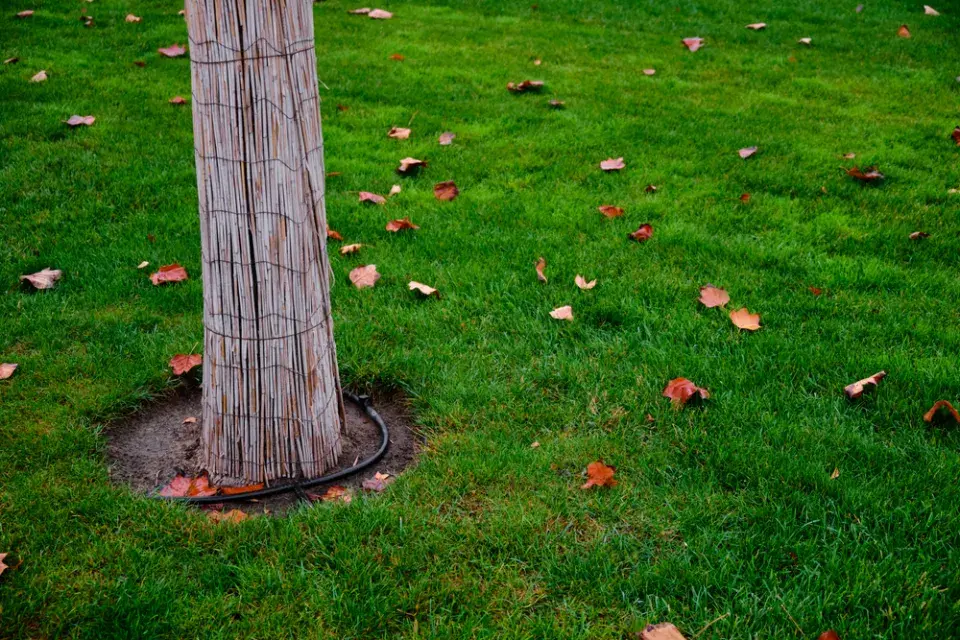 Ochrana kmenů proti okusu