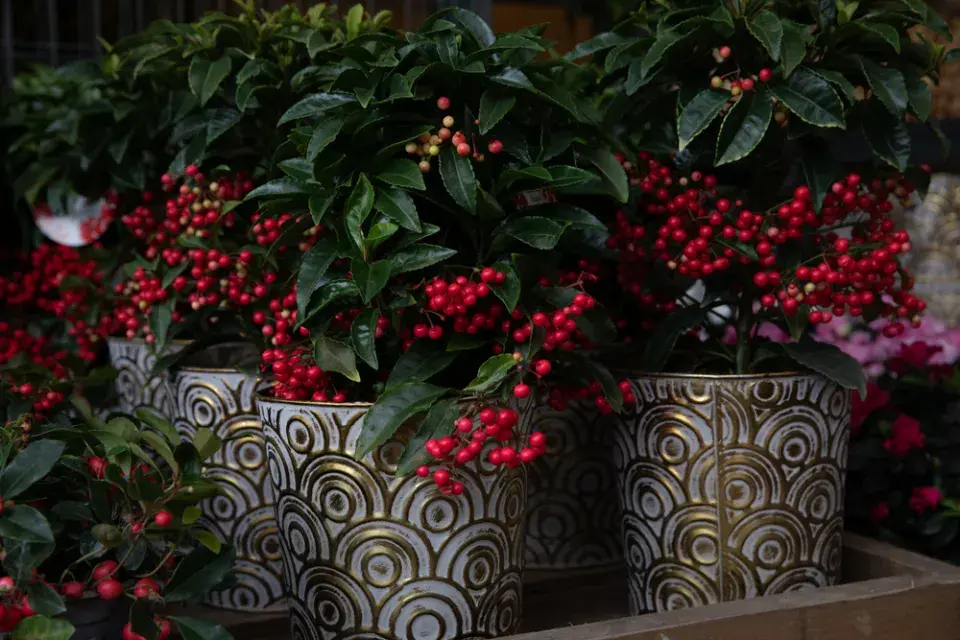 Skimmia