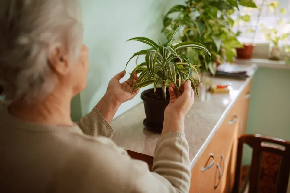 Pokojové rostliny