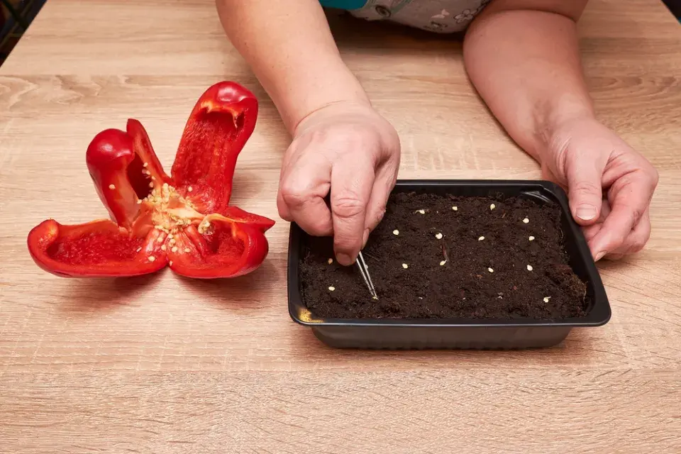 Leden je podle lunárního kalendáře výsevní špička pro papriky