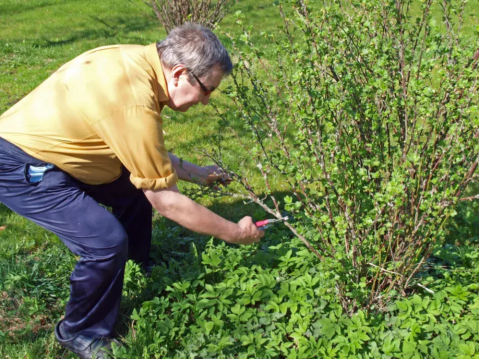 Řez rybízu a angreštu - zmlazení starších keřů v lednu