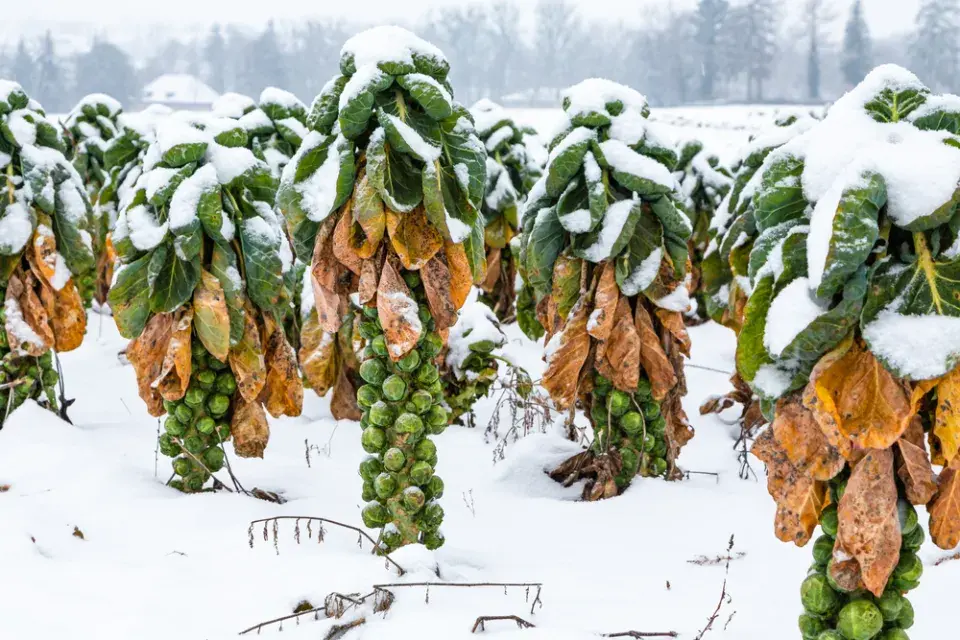 Celoroční odrůdy zeleniny