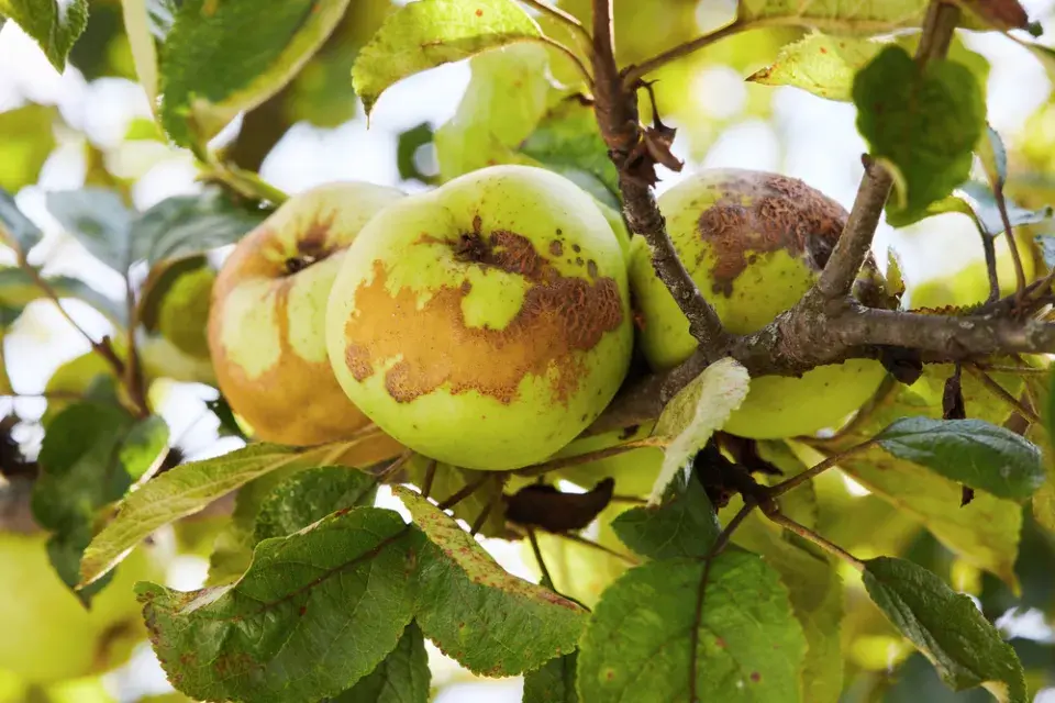 Strupovitost u jablek