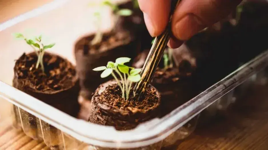 Předpěstování sadby