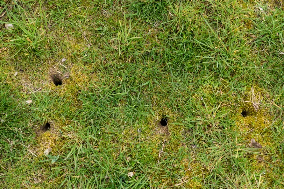 Vchody do chodbiček hraboše