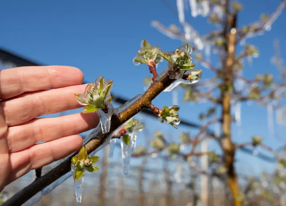 Ochrana ovocných stromů