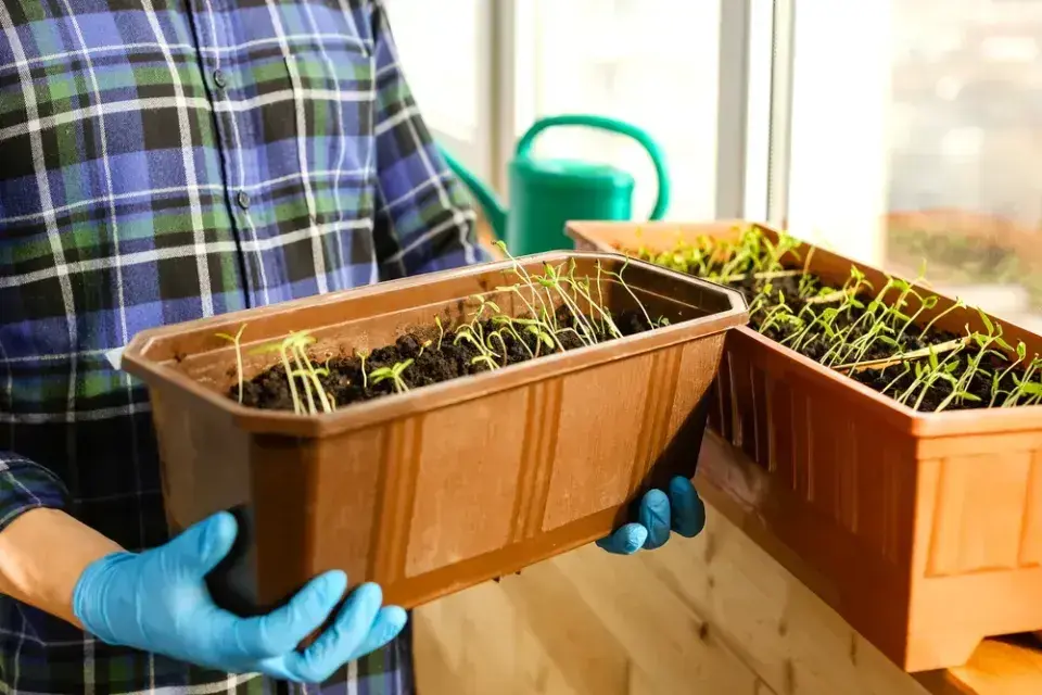 Předpěstování sadby